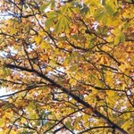 Klikni pro v�t�� obr�zek