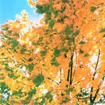 Klikni pro v�t�� obr�zek