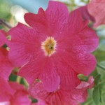 Klikni pro v�t�� obr�zek