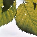 Klikni pro v�t�� obr�zek