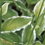 Klikni pro v�t�� obr�zek