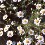 Klikni pro v�t�� obr�zek