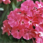 Klikni pro v�t�� obr�zek