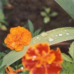 Klikni pro v�t�� obr�zek