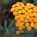 Klikni pro v�t�� obr�zek