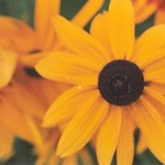 Klikni pro v�t�� obr�zek