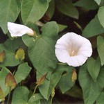 Klikni pro v�t�� obr�zek