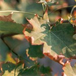 Klikni pro v�t�� obr�zek