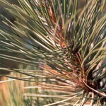 Klikni pro v�t�� obr�zek