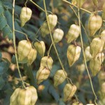 Klikni pro v�t�� obr�zek