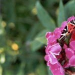 Klikni pro v�t�� obr�zek