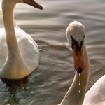 Klikni pro v�t�� obr�zek