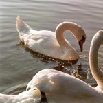 Klikni pro v�t�� obr�zek