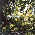 Klikni pro v�t�� obr�zek