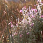 Klikni pro v�t�� obr�zek