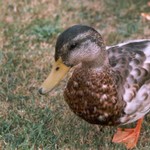 Klikni pro v�t�� obr�zek