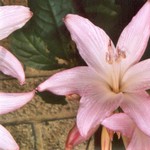 Klikni pro v�t�� obr�zek