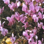 Klikni pro v�t�� obr�zek