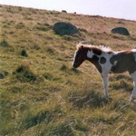 Klikni pro v�t�� obr�zek